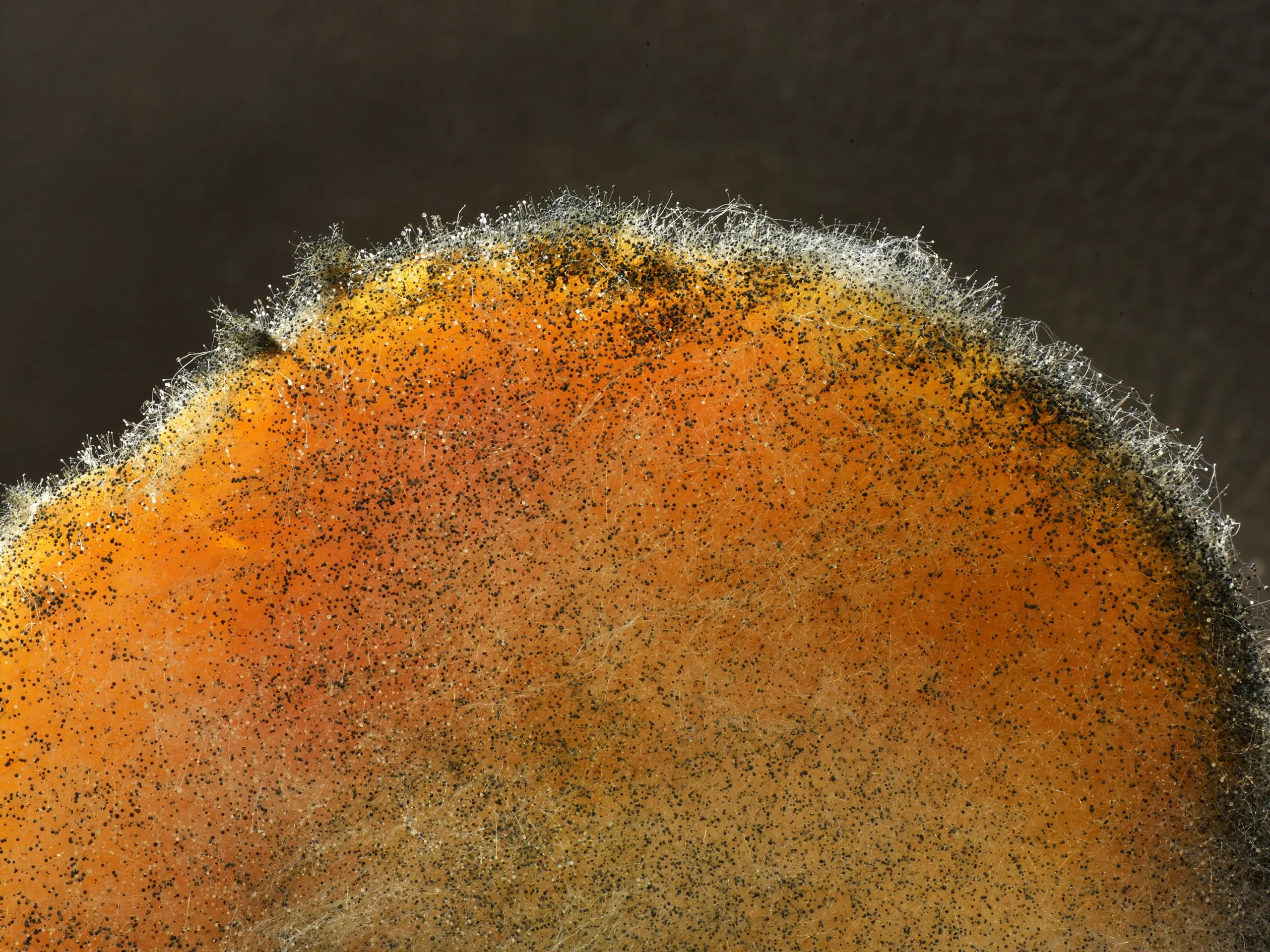 shutterstock_1109871056