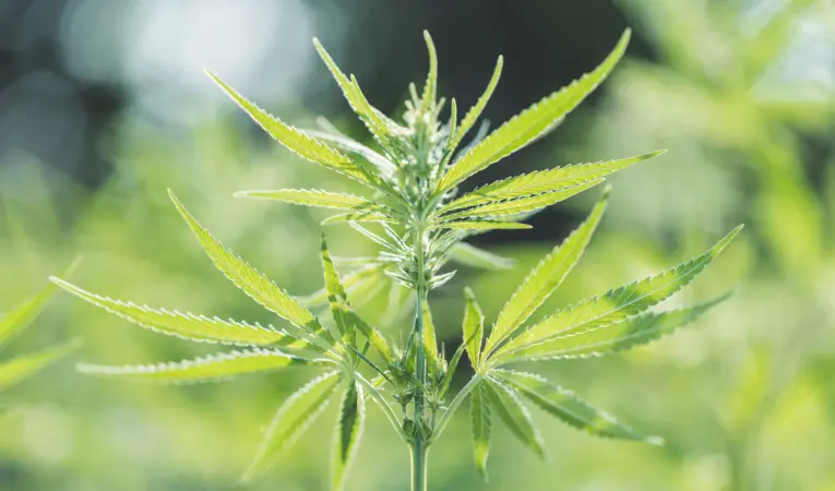 shutterstock_1997875346