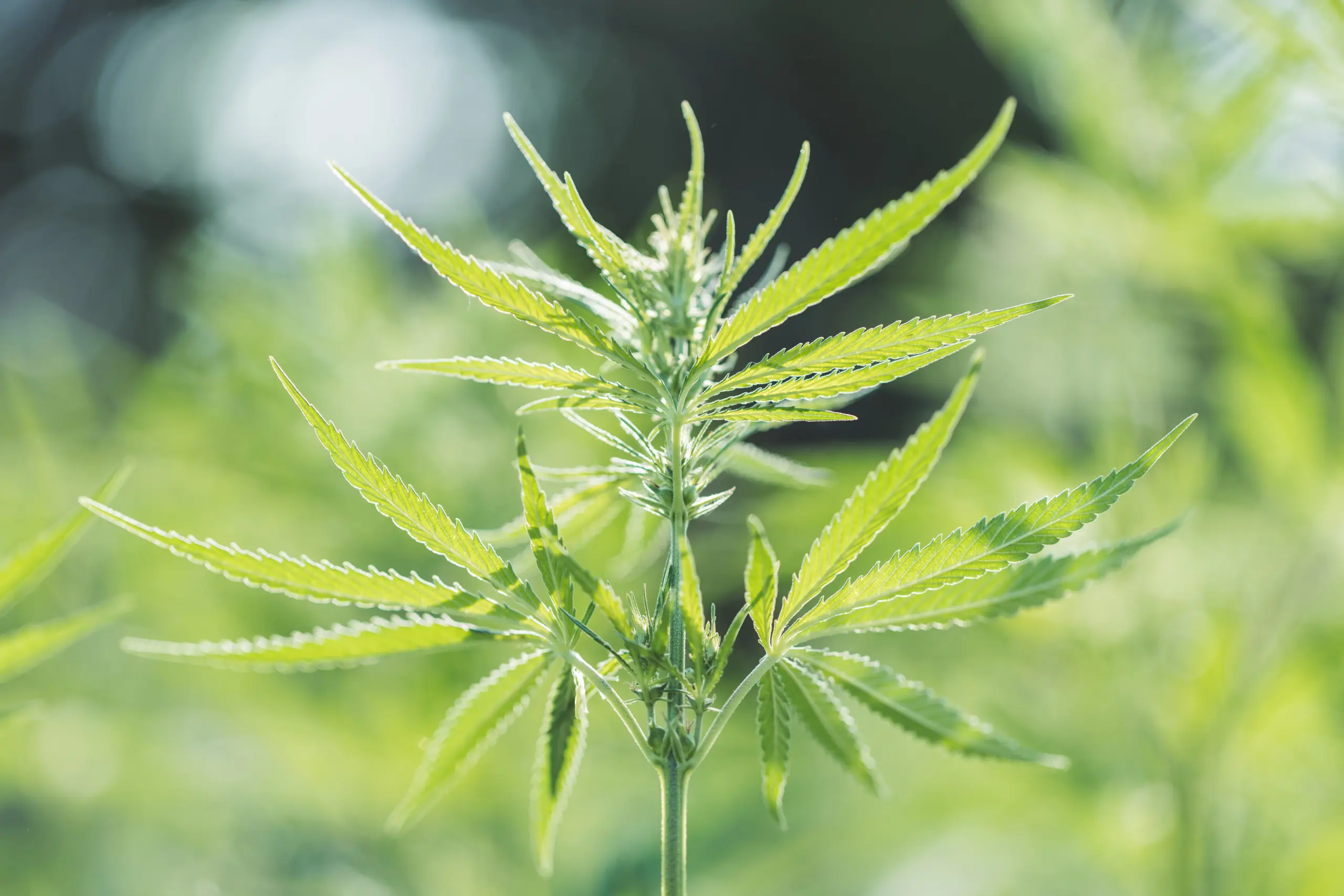 shutterstock_1997875346